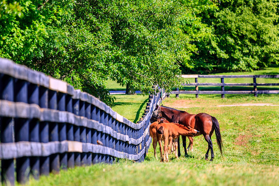 Mother Horse And Foals Photograph