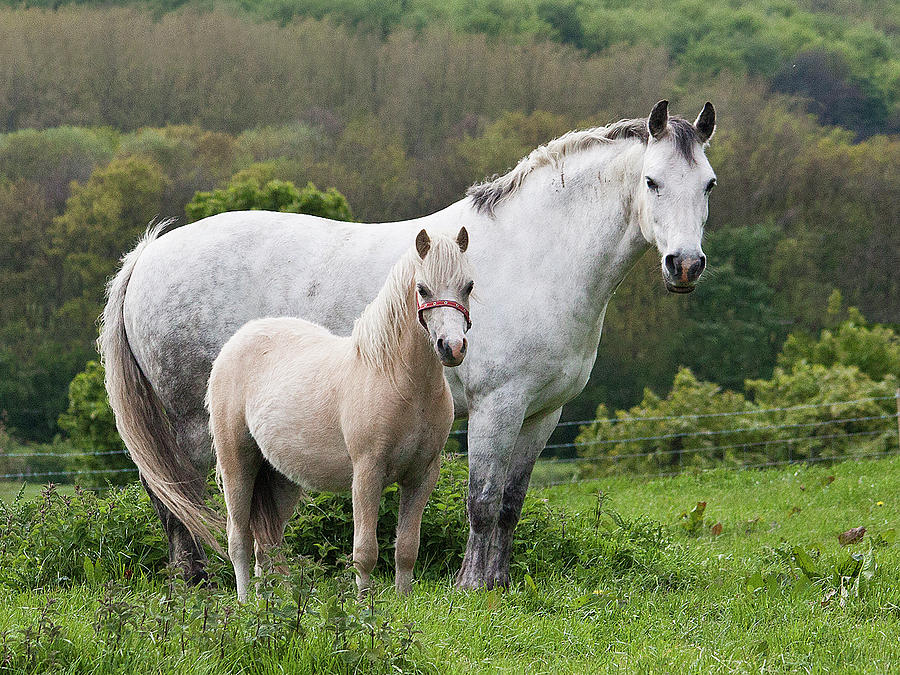 Mother Horses And Baby Horses Photograph by Dsw Creative Photography