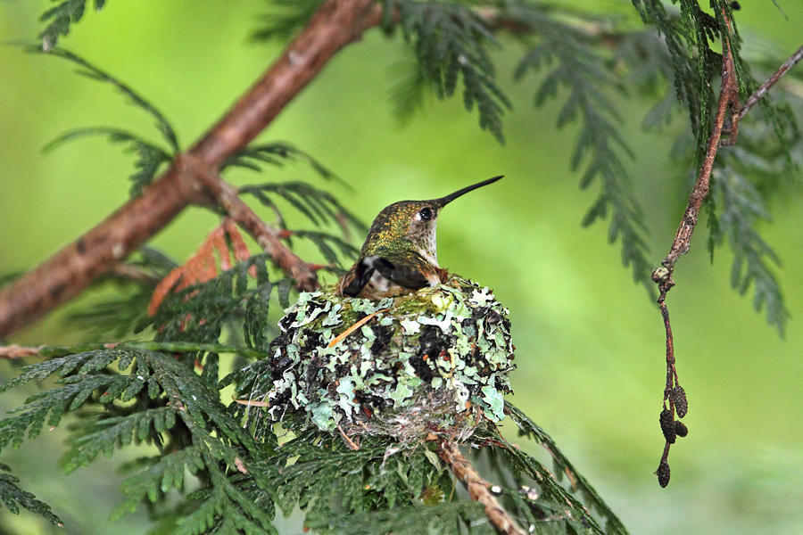 Mother Hummingbird in Nest Photograph by Peggy Collins