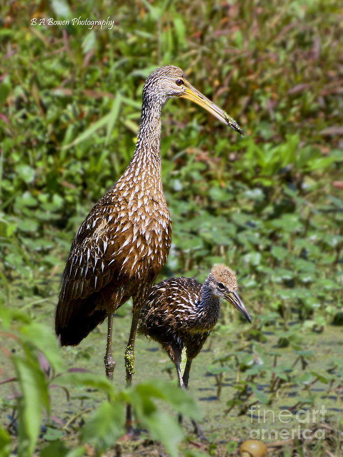 Mother Limpkin and colt Photograph by Barbara Bowen
