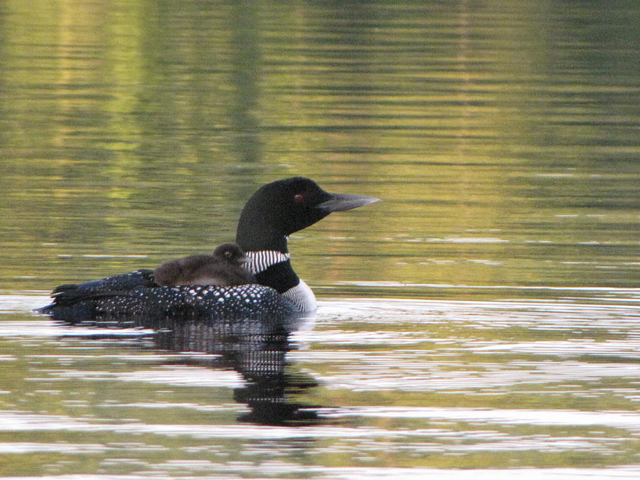 Loon Photograph - Mother Loon Frontenac National Park Quebec Canada by Francois Fournier