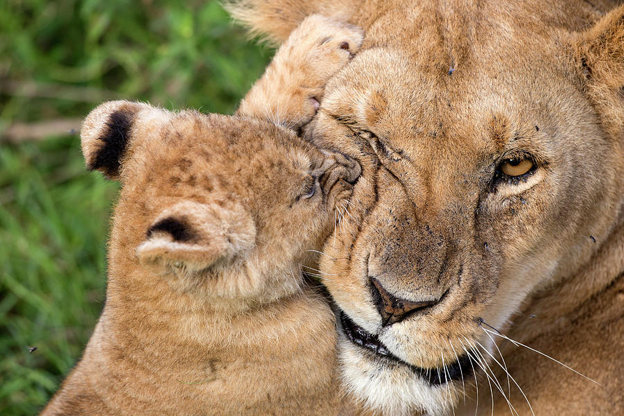 Wildlife Photograph - Mother Love by Alessandro Catta