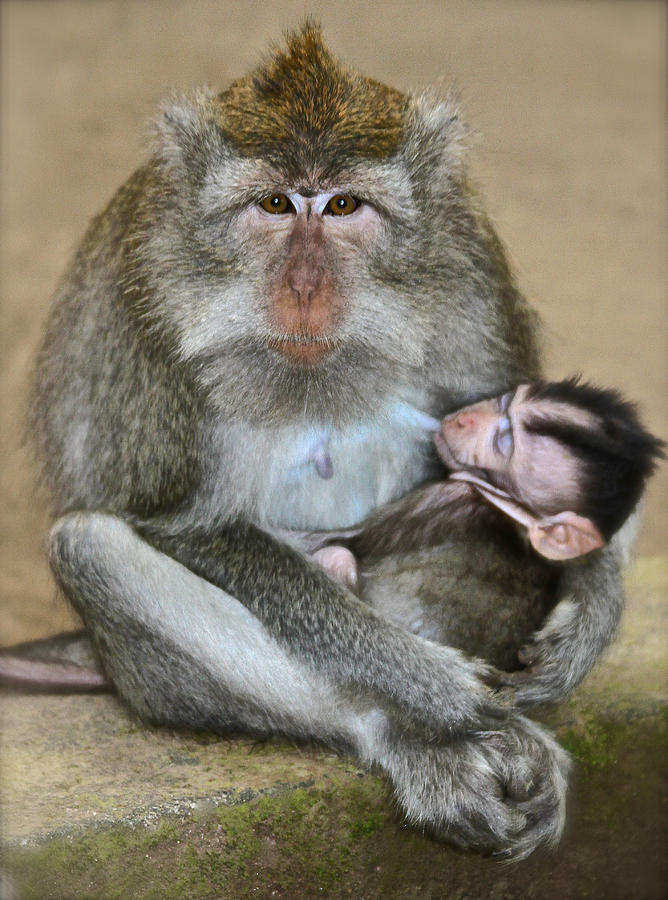Mother Macaque and her Baby Photograph by Venetia Featherstone-Witty