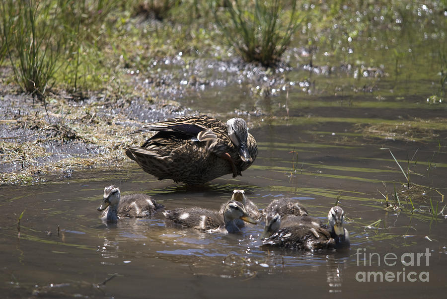 Mother Mallard and Ducklings Photograph by John Greco