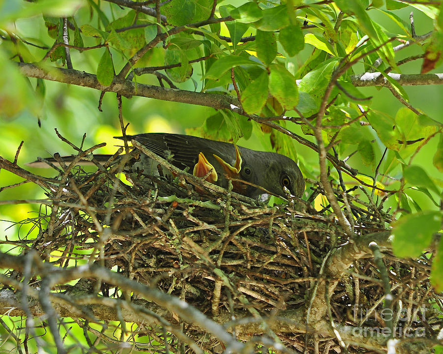 Mockingbird Photograph - Mother Mockingbird by Al Powell Photography USA