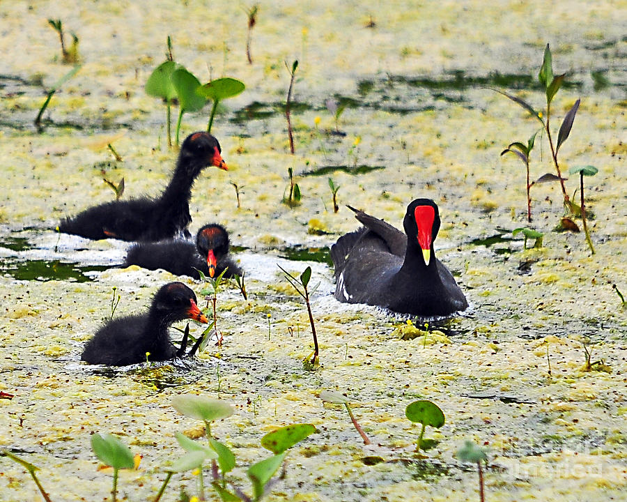 Bird Photograph - Mother Moorhen and Bald Babies by Al Powell Photography USA