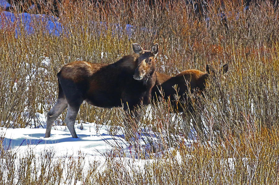 Mother Moose Photograph by Jon Emery