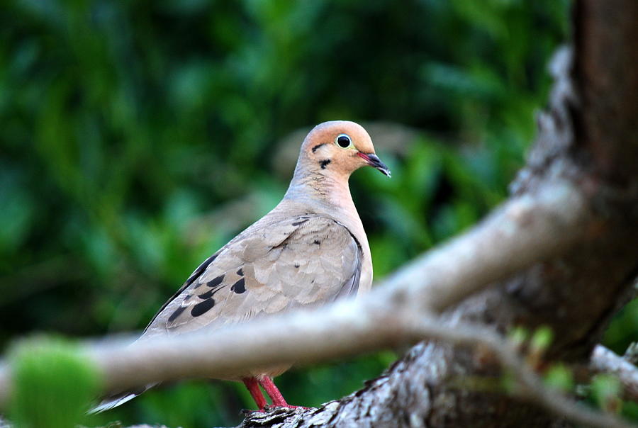 Mother Mourning Dove Photograph by Mary Beth Landis