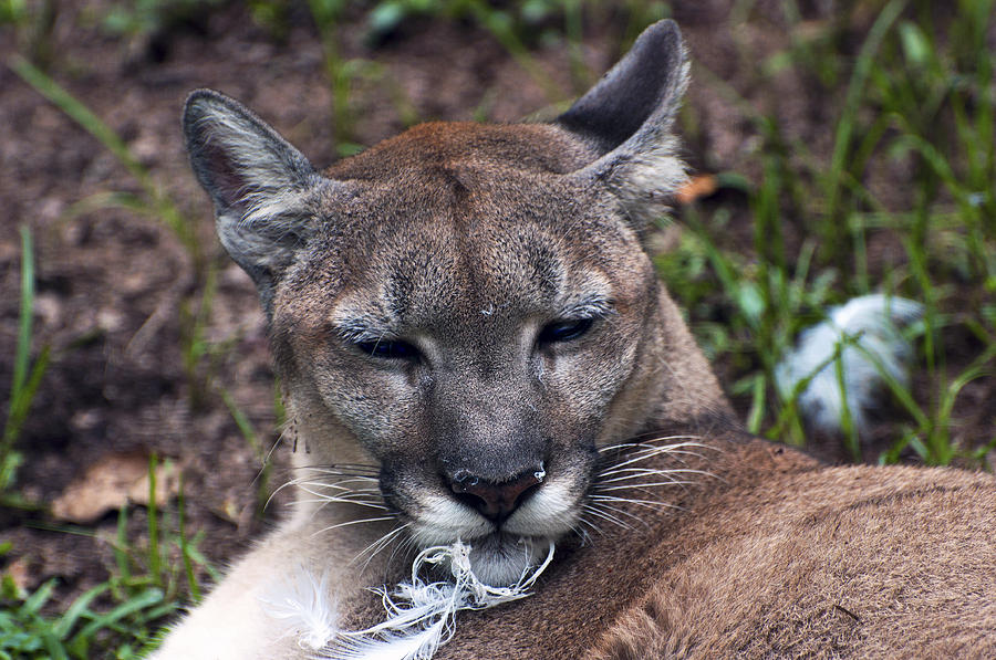 Mother Nature - Cougar Photograph by Donna Proctor