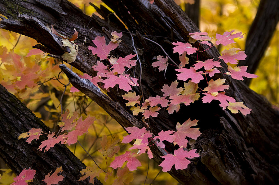 Fall Photograph - Mother Natures Beauty  by Saija Lehtonen