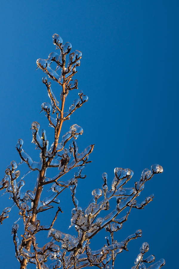Mother Natures Christmas Decorations - Gleaming Icy Baubles in Blue Photograph by Georgia Mizuleva