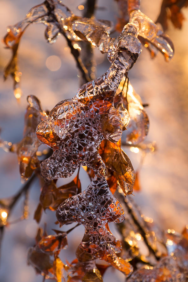 Unique Photograph - Mother Natures Christmas Decorations - Golden Oak Leaves Jewels by Georgia Mizuleva