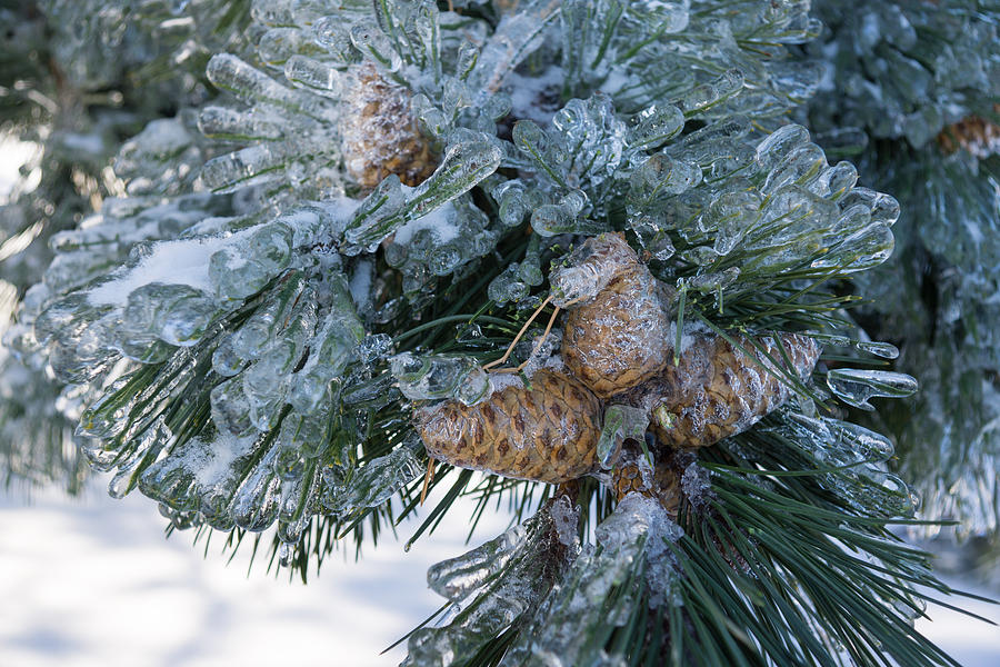 Mother Natures Christmas Decorations - Pine Cones Photograph by Georgia Mizuleva