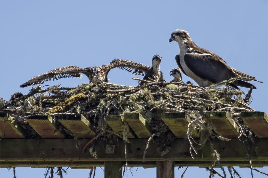 Mother Osprey and Her Brood Photograph by Belinda Greb