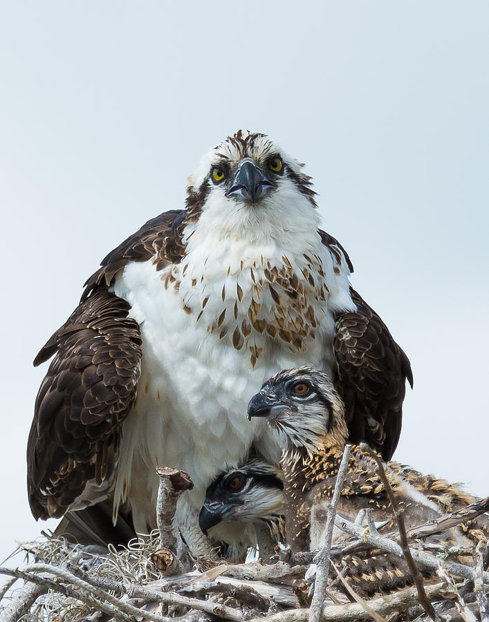 Mother Osprey Warmth Photograph by Mark Little