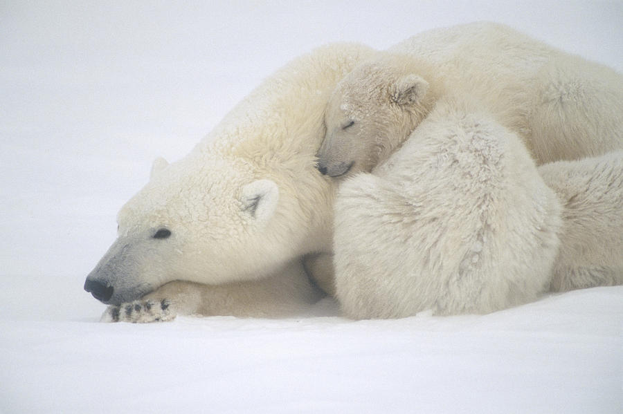 Mother Polar Bear & Cub Huddle In Snow Photograph by Kenneth Whitten