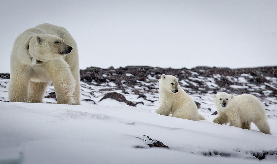 Mother Polar Bear And Two Cubs Photograph by Peter Orr Photography