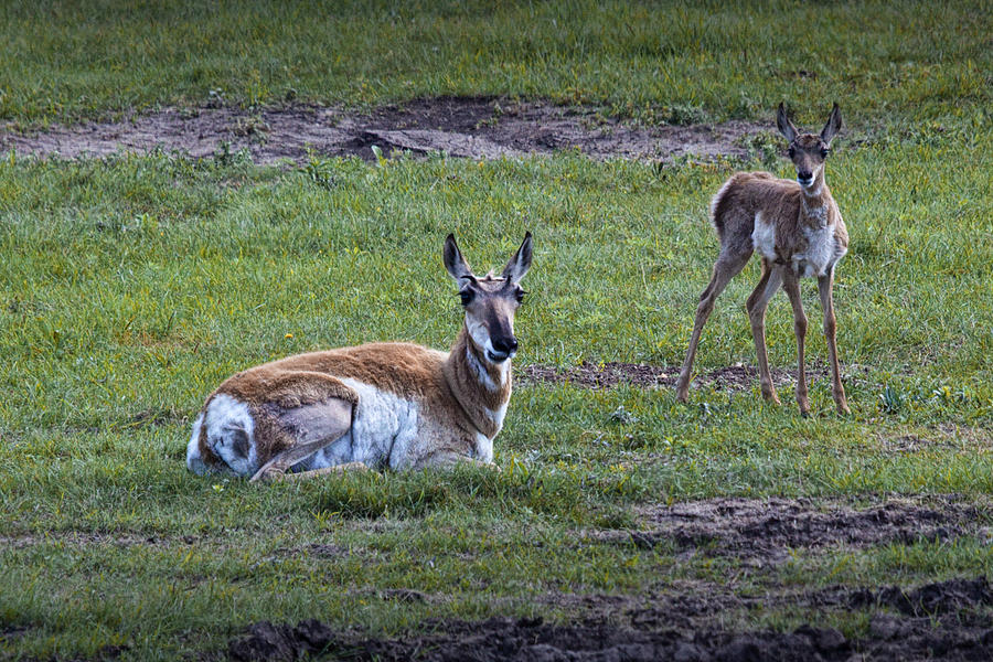 Yellowstone National Park Photograph - Mother Pronghorn Antelope and Young by Randall Nyhof