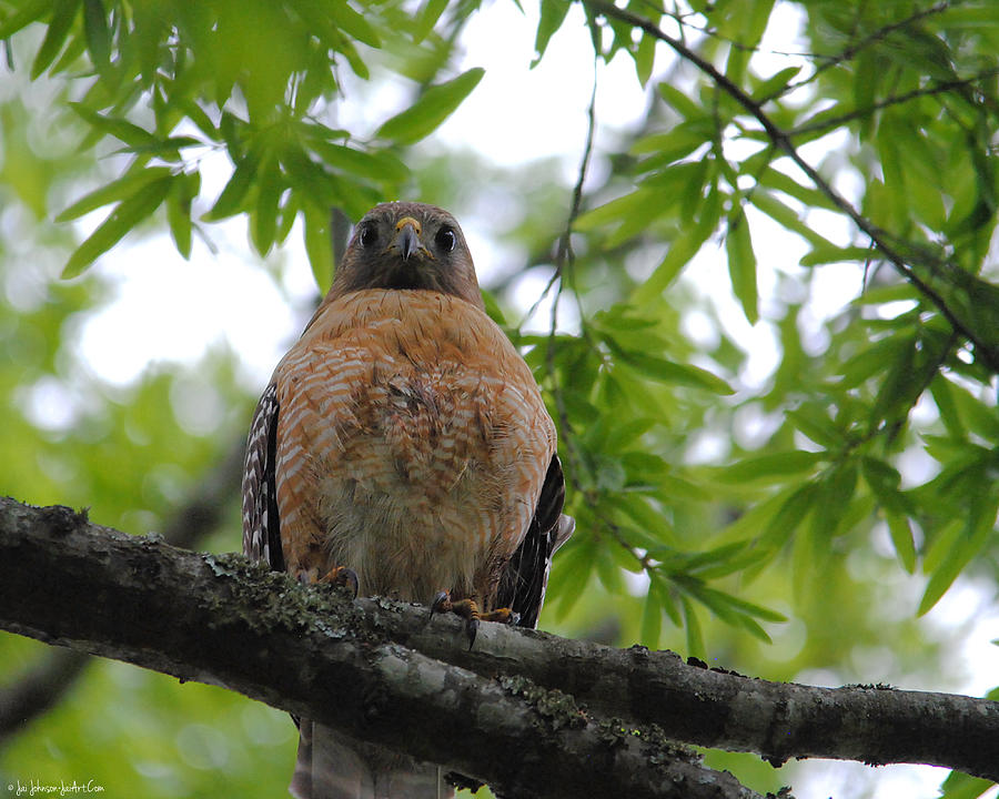 Mother Red Shouldered Hawk Photograph by Jai Johnson