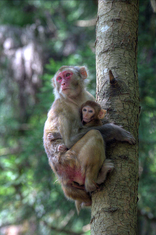 Monkey Photograph - Mother Rhesus Macaque And Baby by Darrell Gulin
