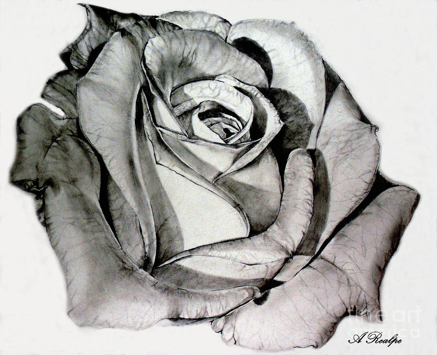 traditional rose drawing