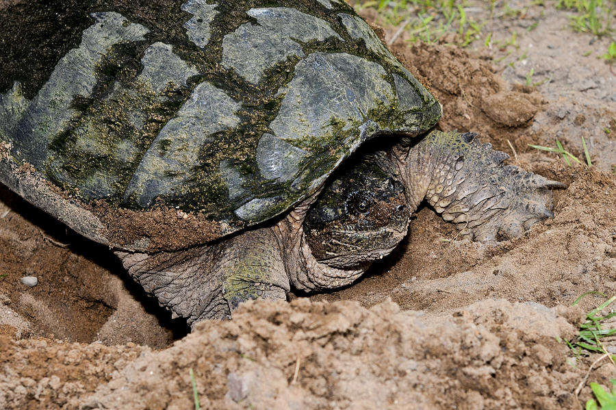 Mother Snapper Photograph by Trent Roberts - Fine Art America