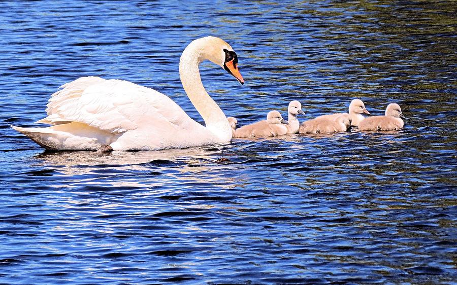 Mother Swan and Babies Photograph by Janice Drew