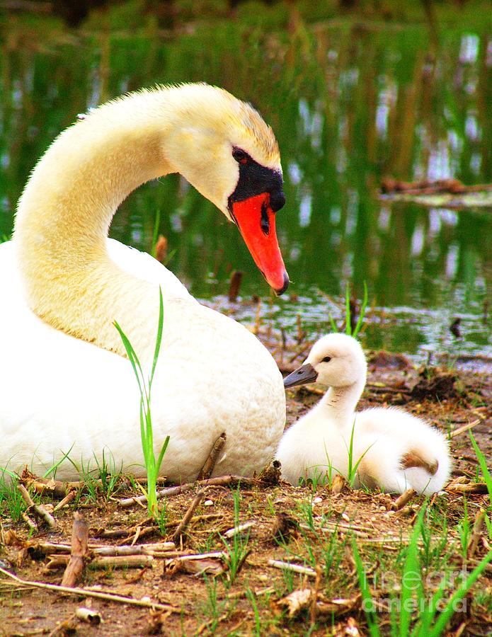 Mother Swan and Baby Photograph by Nick Zelinsky Jr - Fine Art America