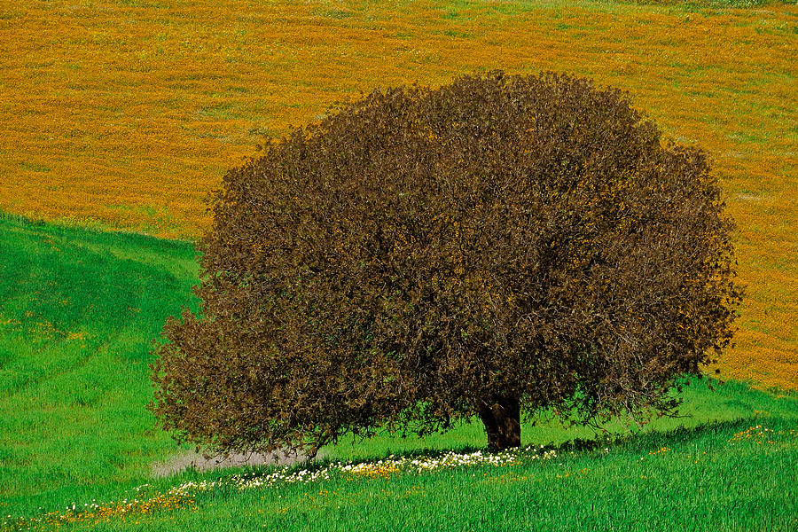 Nature Photograph - Mother  tree by Jawaharlal Layachi