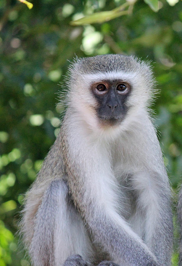 Mother Vervet Monkey Photograph by Christy Cox - Fine Art America