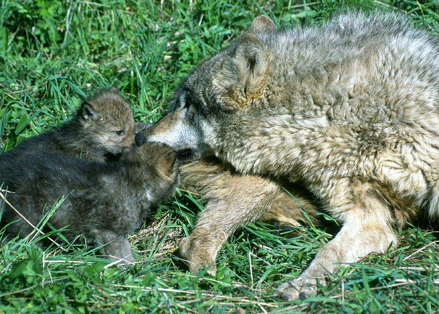 Mother Wolf Nuzzles Cubs Photograph by Larry Allan - Fine Art America