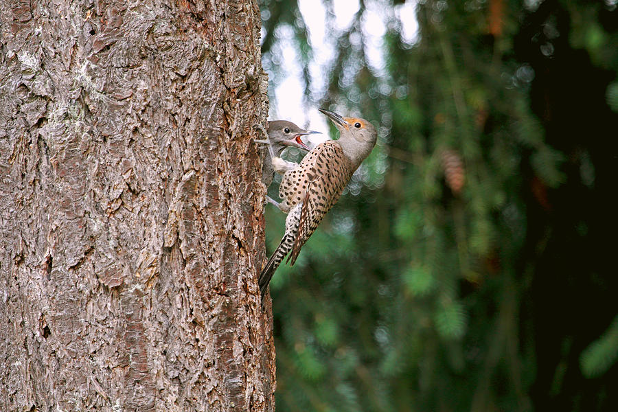 Motherhood - Flicker and Baby Photograph by Peggy Collins