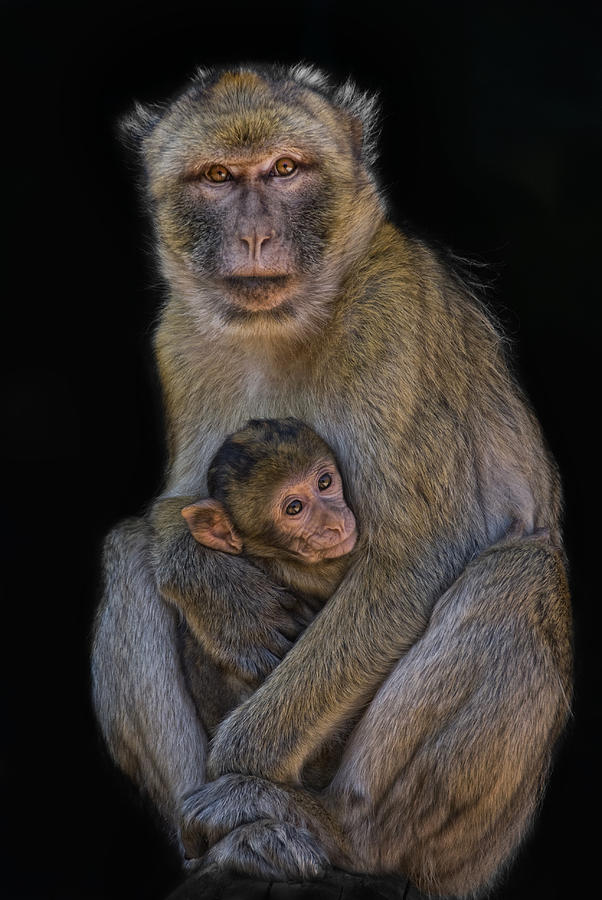 Motherly Love Photograph by Joachim G Pinkawa