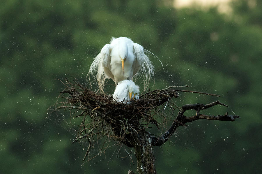 Egret Photograph - Motherly Love by Libby Zhang