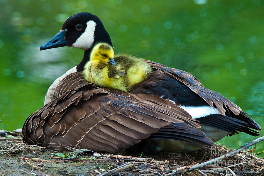 Motherly Love Photograph