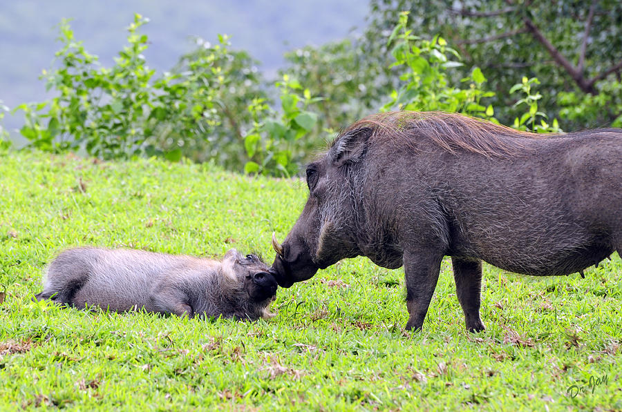 Warthog Photograph - Mothers Affection by Jay Walshon MD Warthog Photograph - Mothers Affection by Jay Walshon MD