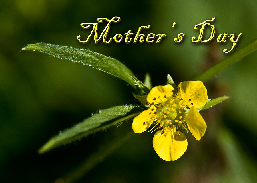Mothers Day Photograph - Mothers Day Buttercup by Jeanette K