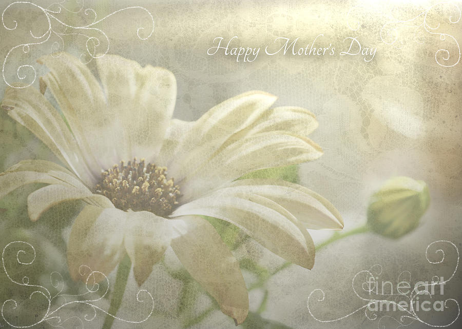 Mothers Day Card with pale daisy Photograph by Debbie Portwood