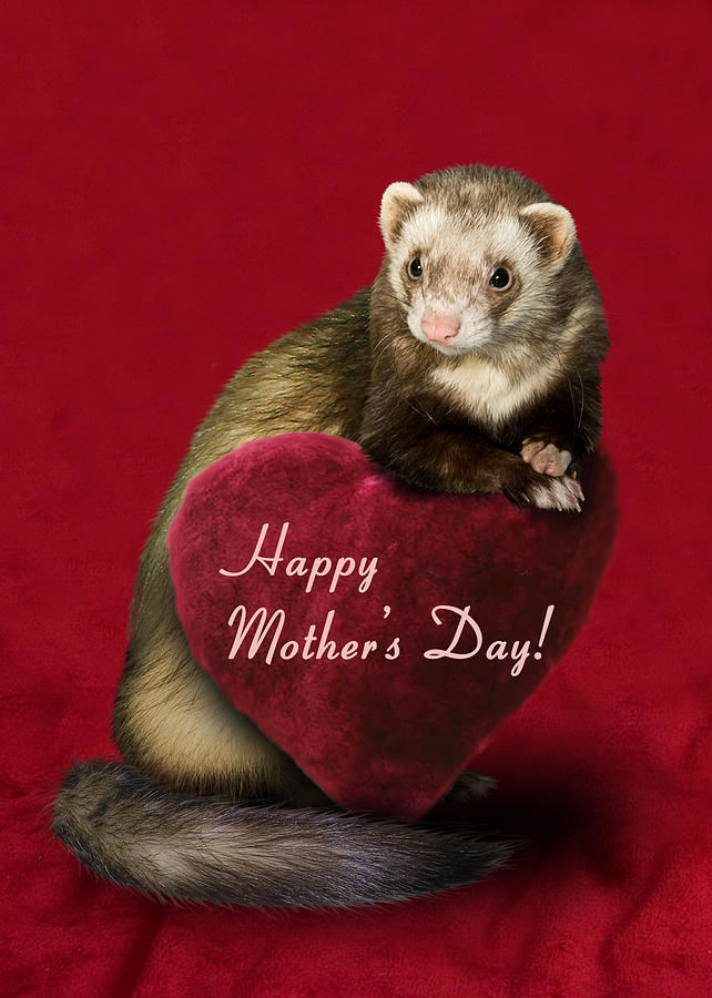 Candy Photograph - Mothers Day Ferret by Jeanette K