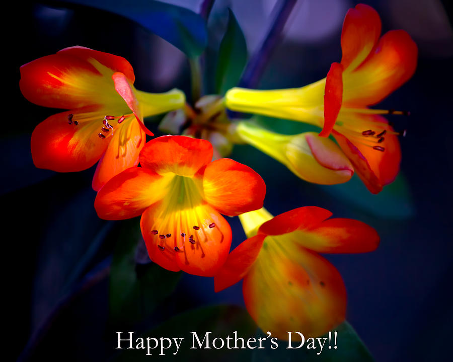 Mothers Day Flowers Photograph by Mark Andrew Thomas