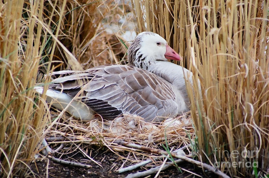 Mothers Day Goose Photograph by Anita Oakley