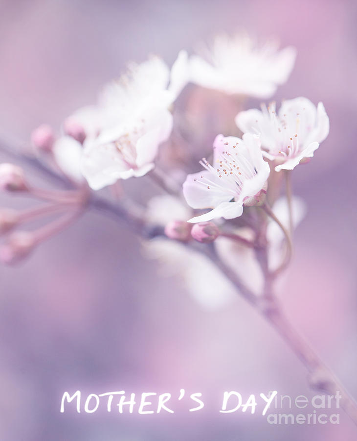 Flower Photograph - Mothers day greeting card by Anna Om