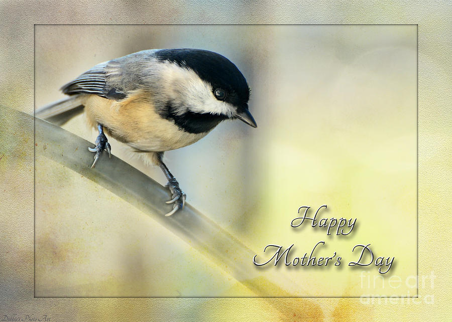 Mothers Day Greeting card  Chickadee I Photograph by Debbie Portwood