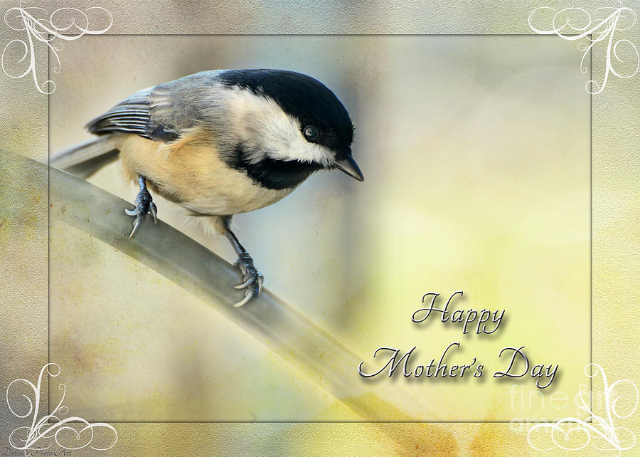 Mothers Day Greeting Card Chickadee II Photograph by Debbie Portwood