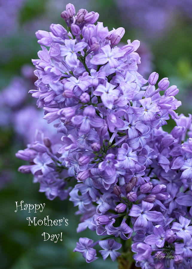 Mothers Day Lilacs Photograph by Diana Haronis
