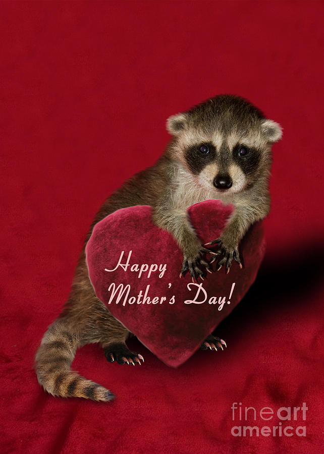 Candy Photograph - Mothers Day Raccoon by Jeanette K