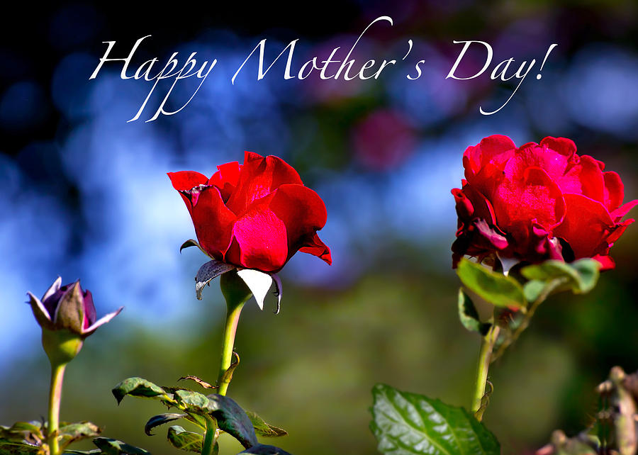 Mothers Day Roses Photograph by Mark Andrew Thomas