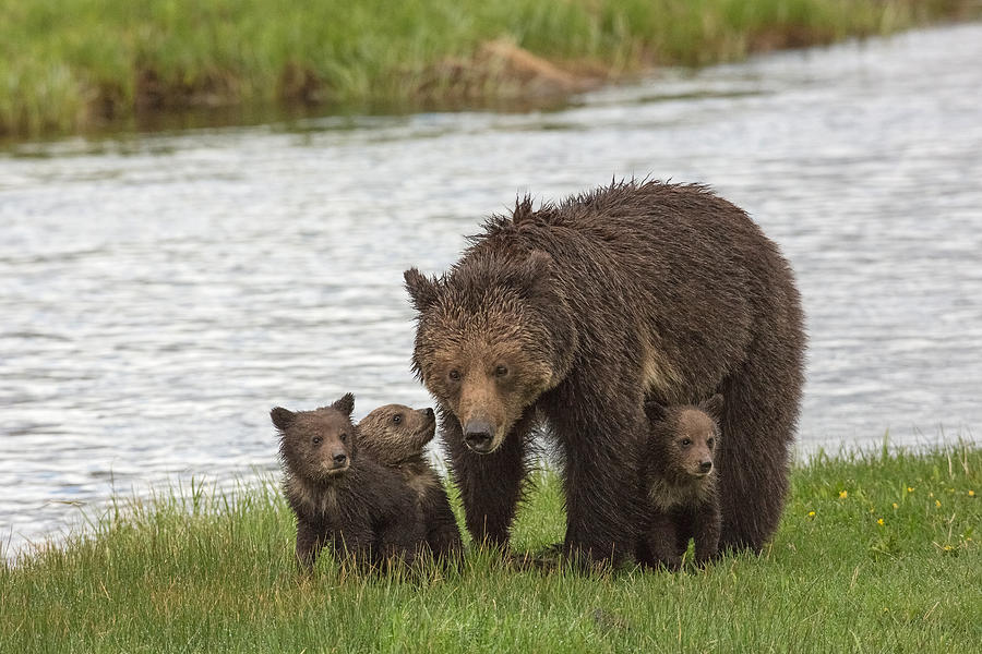 Yellowstone National Park Photograph - Mothers Day by Sandy Sisti