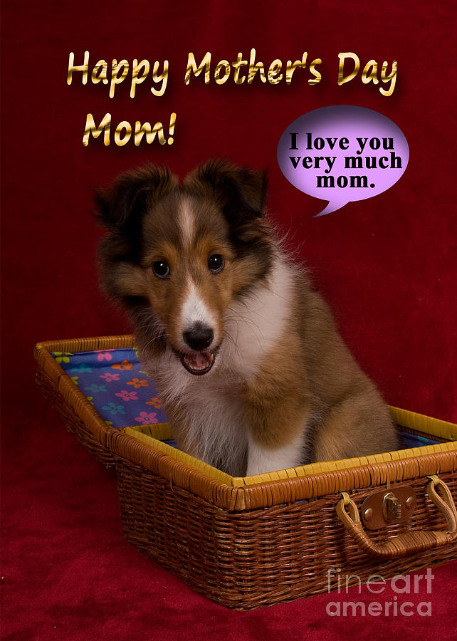 Candy Photograph - Mothers Day Sheltie Puppy by Jeanette K