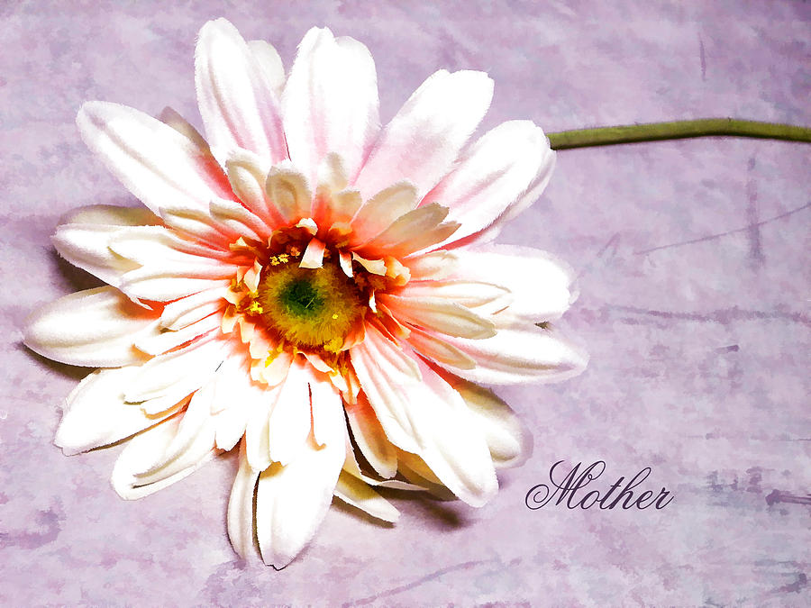 Mothers Gerber Daisy Photograph by Mary Timman